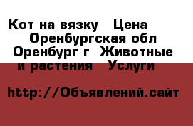 Кот на вязку › Цена ­ 500 - Оренбургская обл., Оренбург г. Животные и растения » Услуги   